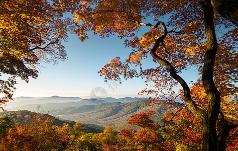 树叶矢量图秋天的风景背景