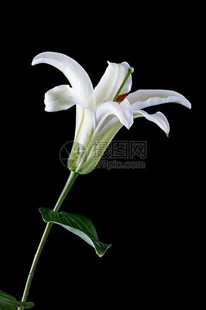 盛开的百合花高清图片下载 正版图片 摄图网