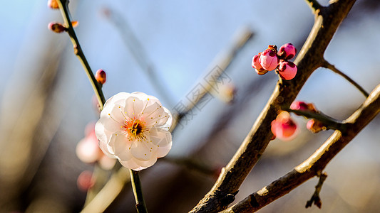 梅花图片