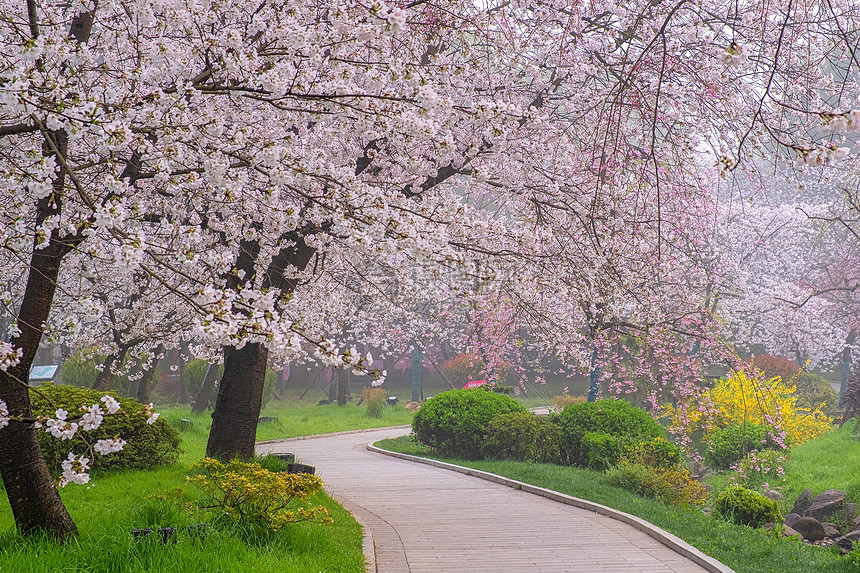 种满樱花树的樱花大道图片