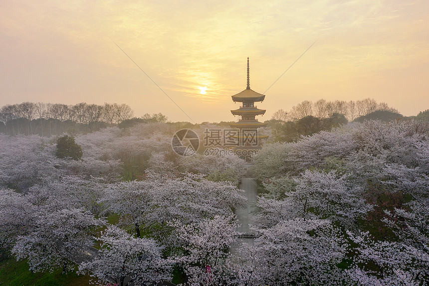 日式建筑五重塔樱花季图片