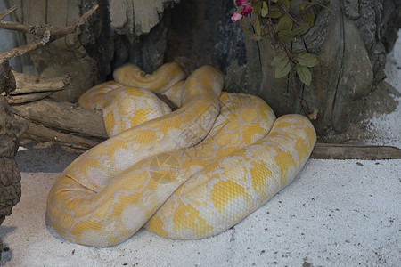 黄金大蟒蛇背景图片