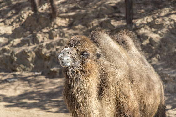 动物园双峰骆驼图片