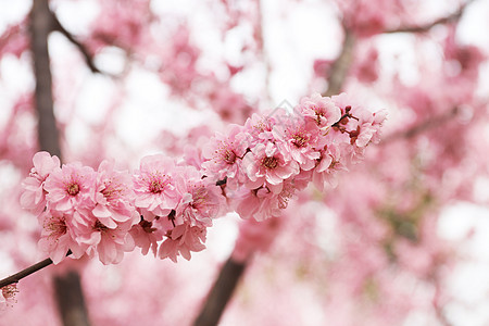 粉樱花图片