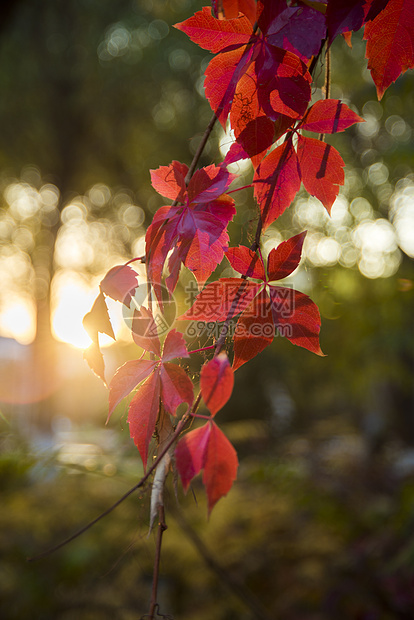 秋色红叶素材设计背景图片