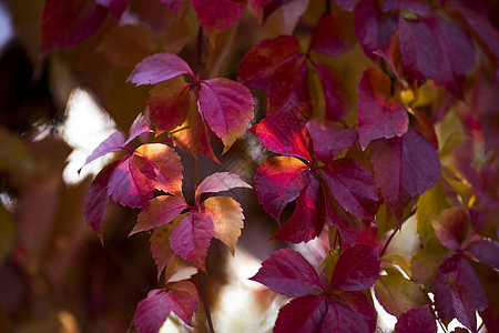 秋色红叶素材设计背景图片