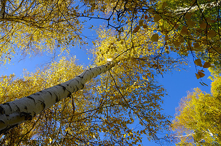 新疆自然环境秋色白桦林黄叶图片