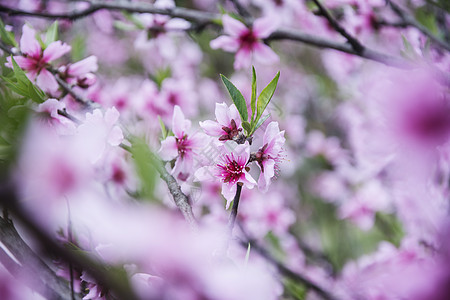 桃花图片