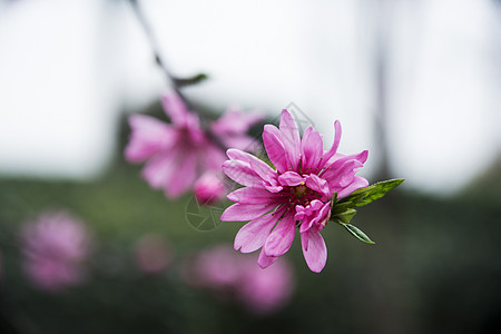 桃花背景图片