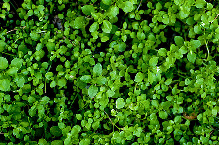 野生植物植被环保青山绿水图片