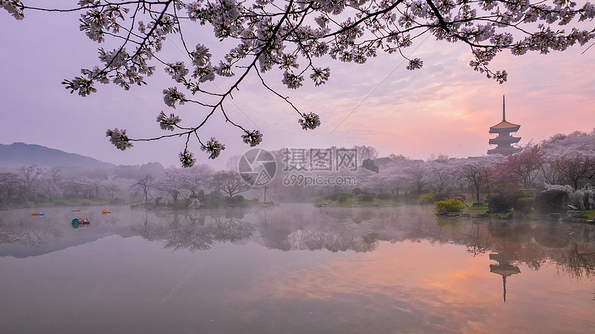 日出时分的樱花园风景图片