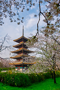 樱花季的武汉樱园风光美景背景