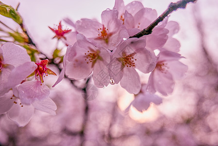 樱花季的粉红樱花图片