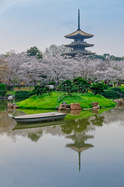 樱花季的武汉樱园风光美景图片