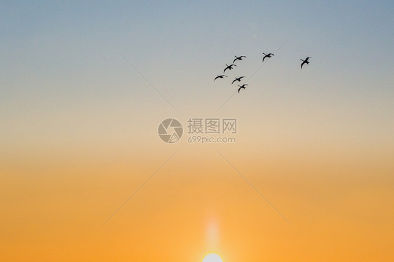 清晨飞行的天鹅图片