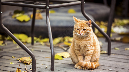 猫背景图片