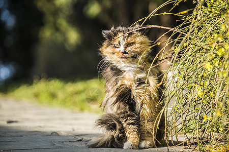 可爱的流浪猫图片