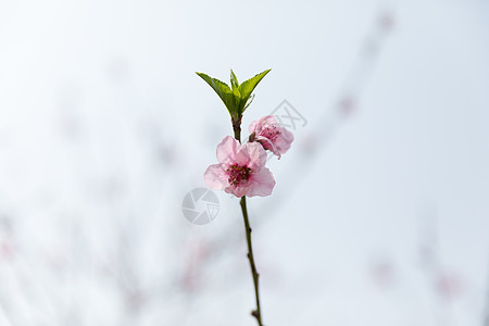 盛开开放的桃花图片