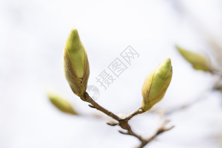 花芽照片 花芽背景 花芽摄影图片下载 摄图网 花芽照片 花芽背景 花芽摄影图片下载 摄图网