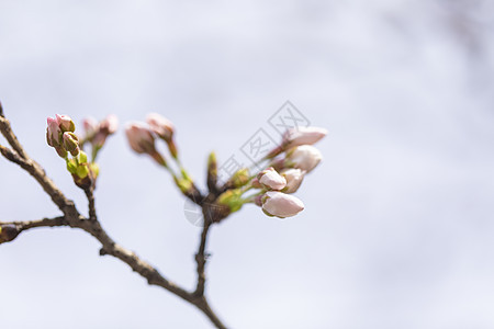 樱花图片