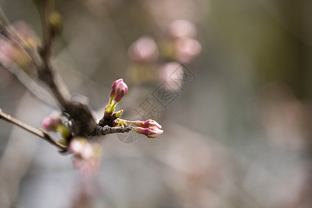 樱花图片