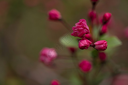 画苞花芽背景图片