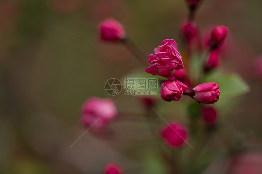 画苞花芽图片