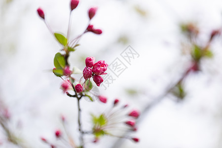 画苞花芽图片