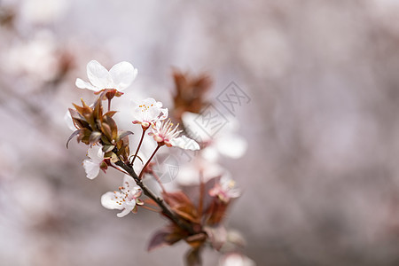 樱花图片