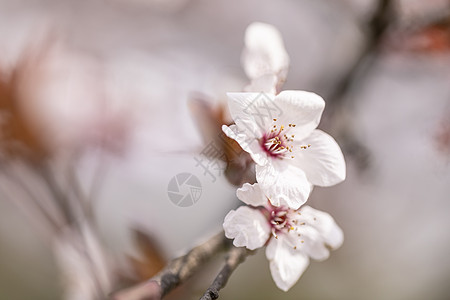 樱花背景图片