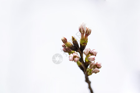 花苞花芽背景图片