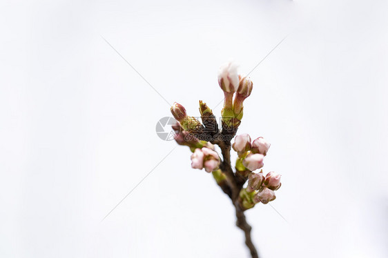 花苞花芽图片