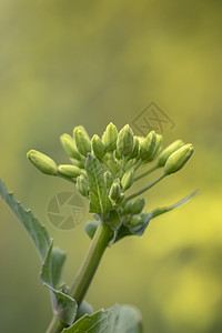 油菜花图片