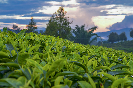 绿色卡通茶树花云南普洱茶园背景