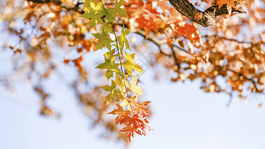 秋膘枫叶背景