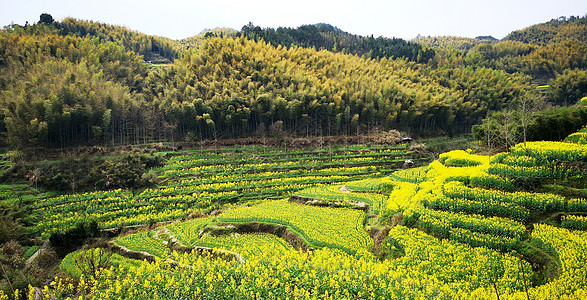 元阳梯田皖南呈坎油菜花盛开背景