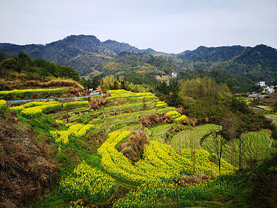 皖南呈坎油菜花盛开 图片