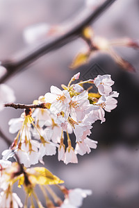 武汉大学樱花背景图片