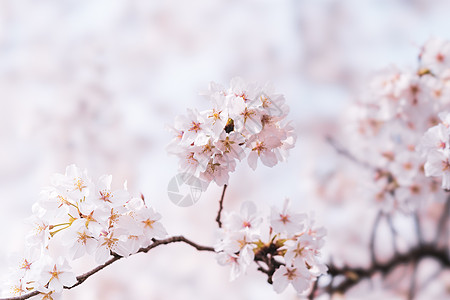 樱花飘落武汉大学樱花背景