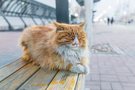 长椅上的猫图片