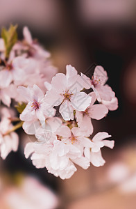 樱花特写背景图片