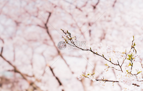 樱花枝条图片