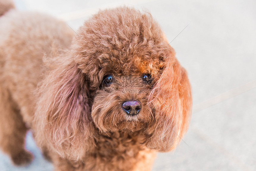 可爱的泰迪犬图片