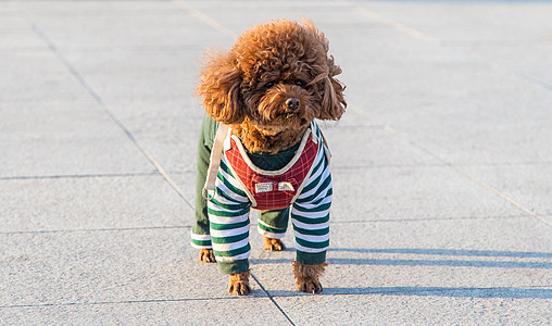 可爱的泰迪犬图片