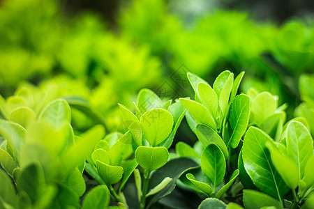 春分花春天的茶叶背景