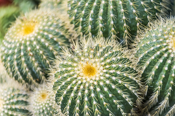 仙人球植物背景图片