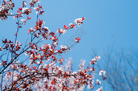 粉色花卉背景紫叶李花背景