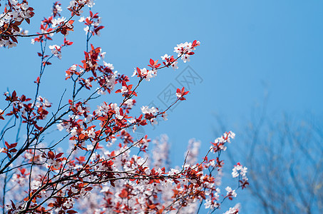 紫叶李花图片