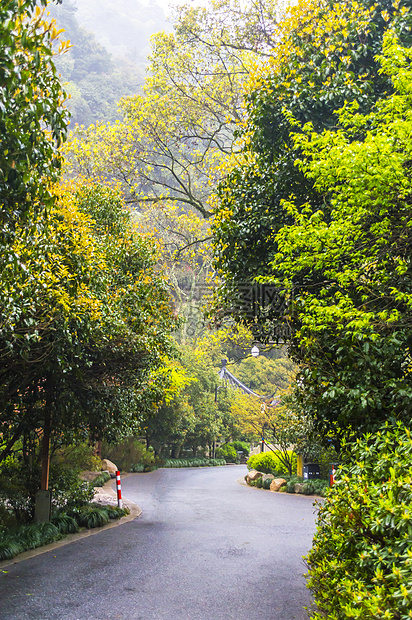 林间道路背景图片