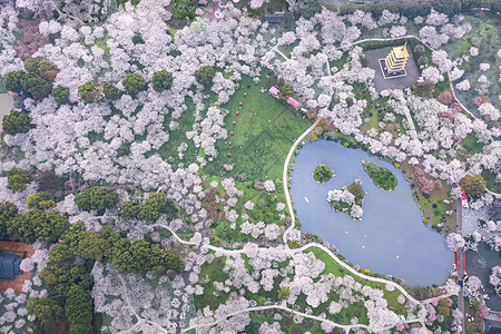 武汉东湖磨山樱园图片